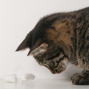 Little Snow Electric Toy Cat Self-hey Puzzle Interactive