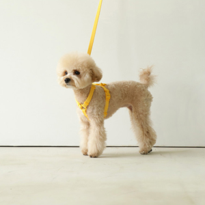 Cat Harness Leash Macaron Ins Wind