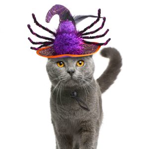 Funny Headdress Cat Halloween