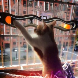 Windowsill Pets Toy Cat Track Ball Pet Products