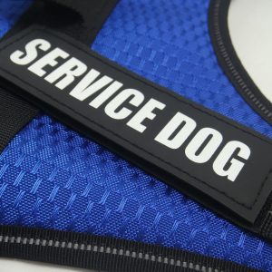 Cat Custom harness