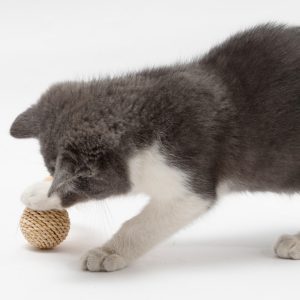 Rattan Bell Ball Feather Sepak Takraw Funny Cat Toy