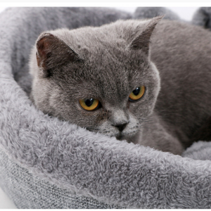 Soft Plush Heart Shaped Cat Bed With Pillow