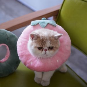 Elizabethan circle cat shame collar soft cloth