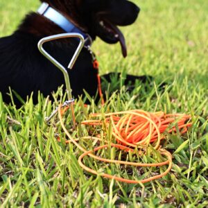Ground-Stake Dog Leash for Free Play